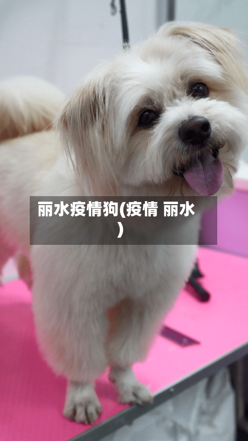 丽水疫情狗(疫情 丽水)